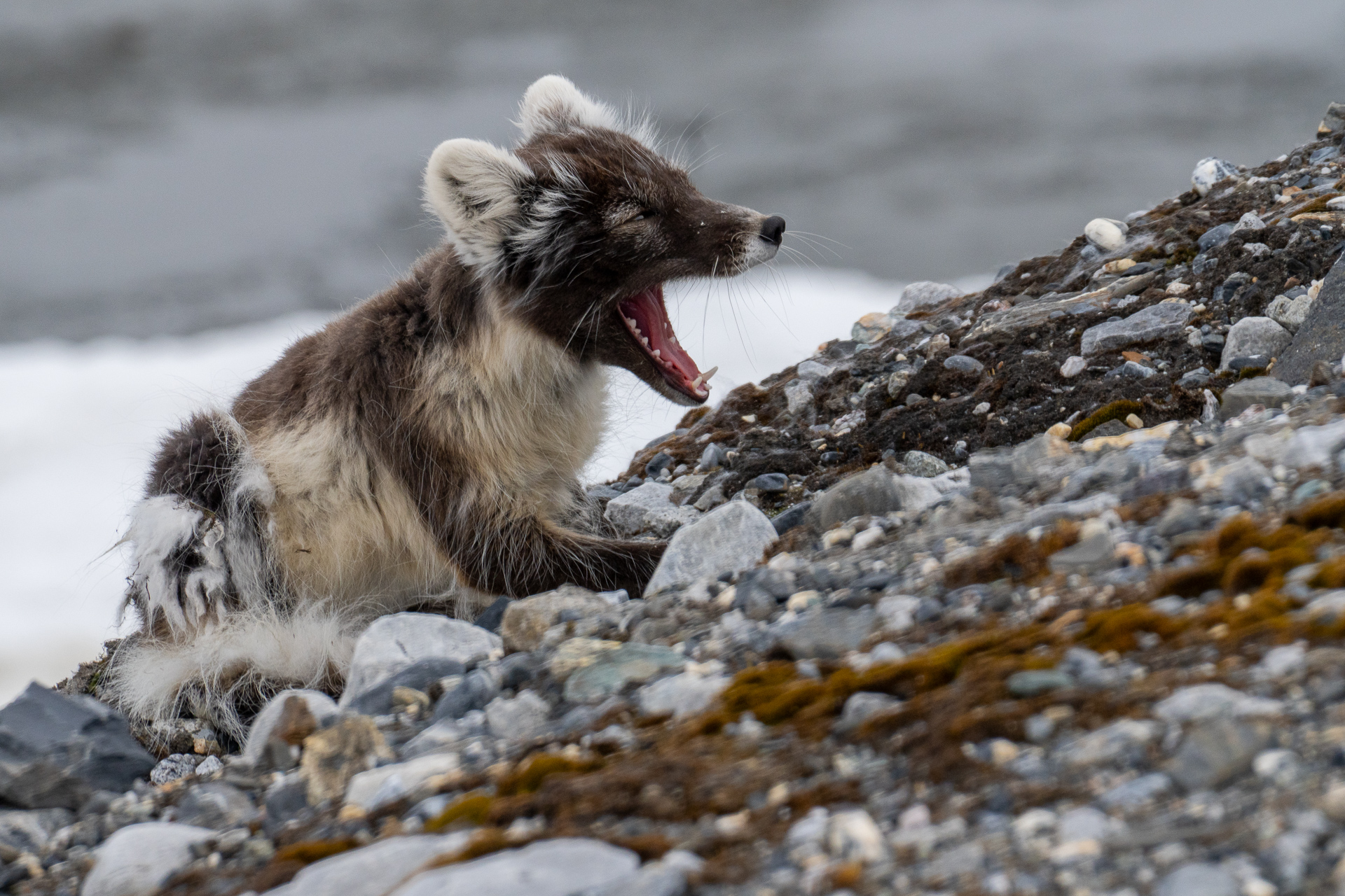  Arctic fox 