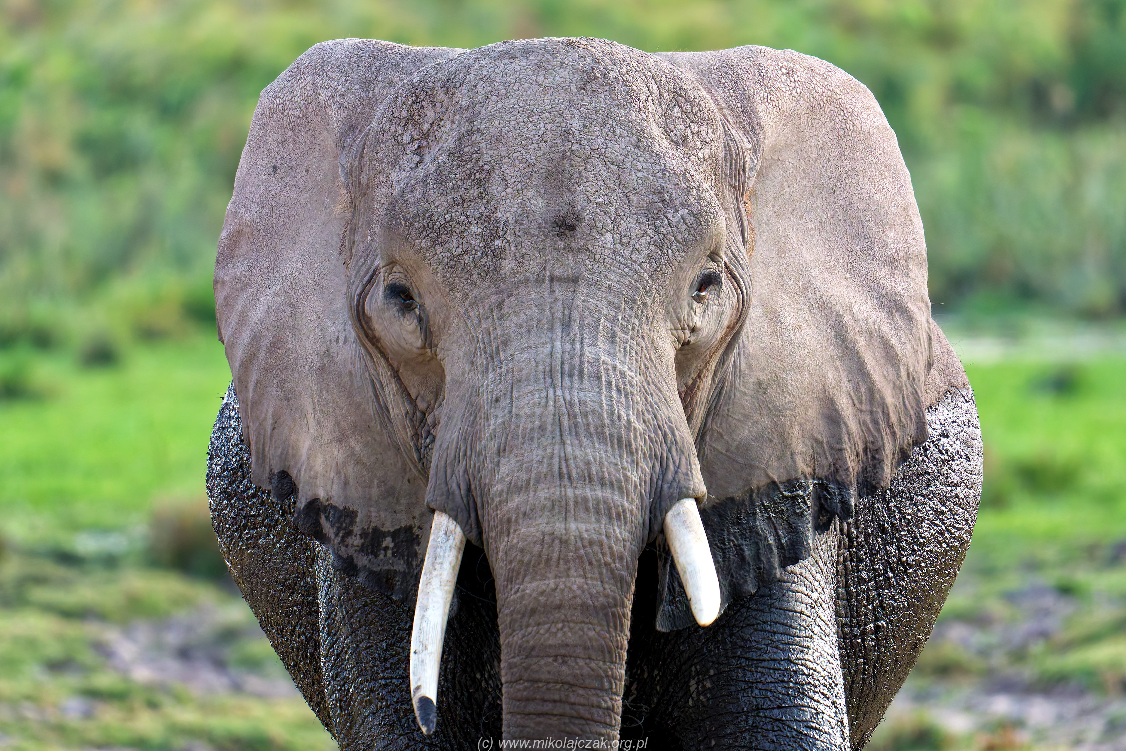  Znowu słoń 