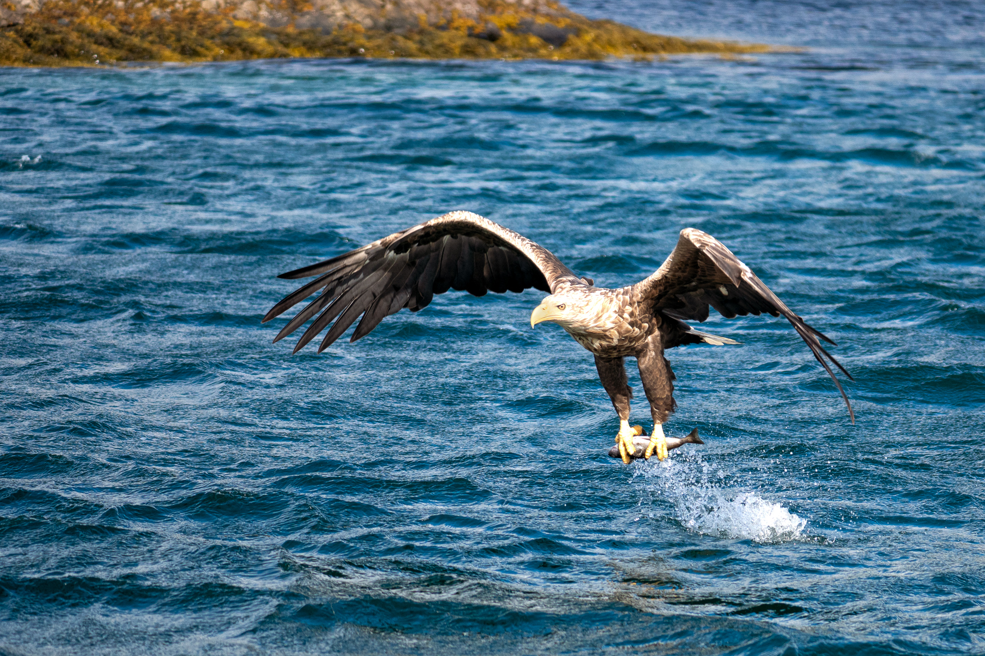  White-tailed eagle 