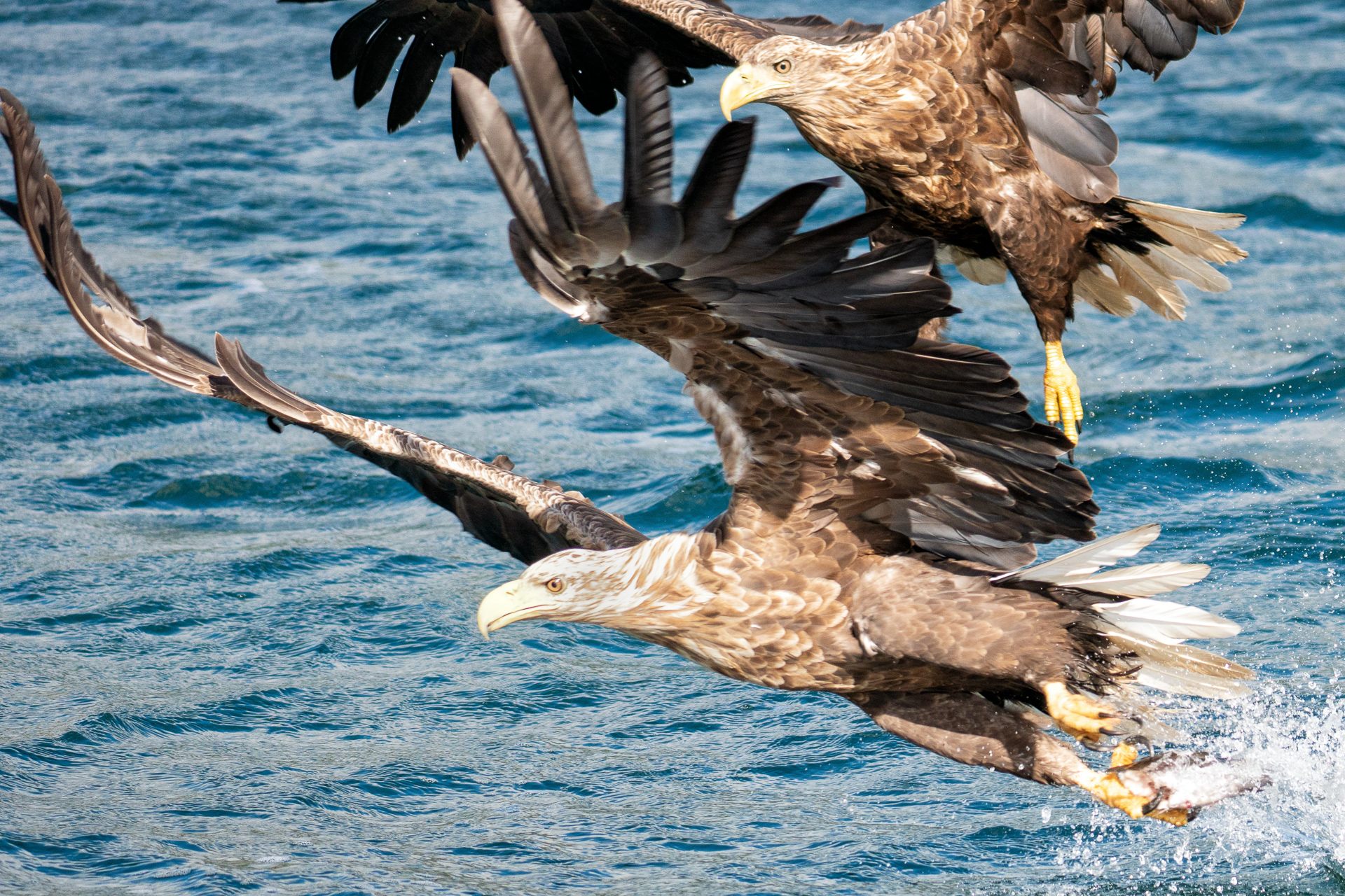  White-tailed eagle 