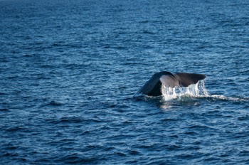  Sperm whale 