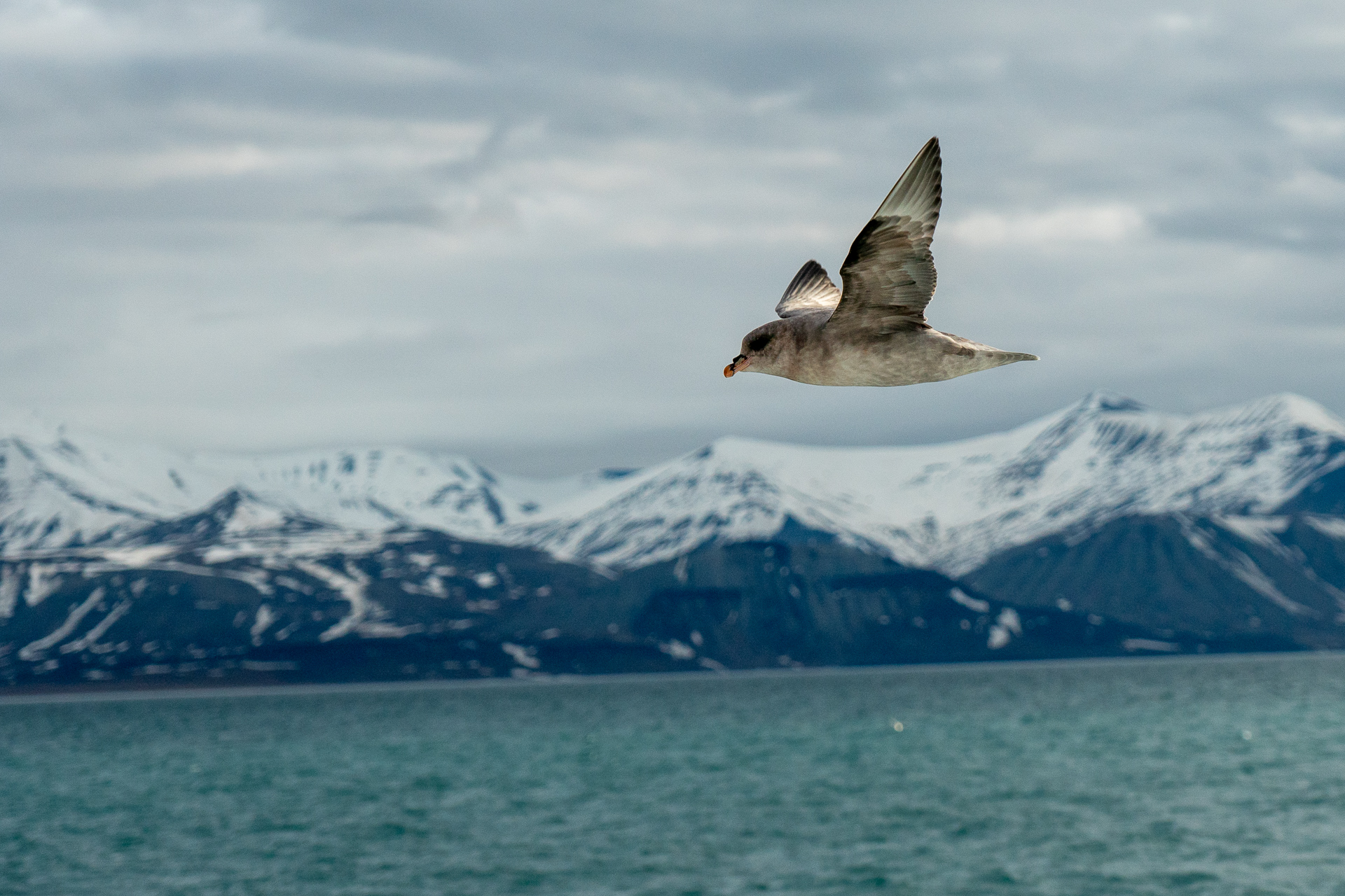  Northern Fulmar 