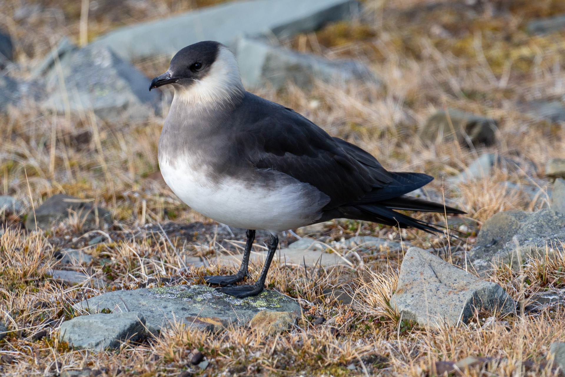 Skua 