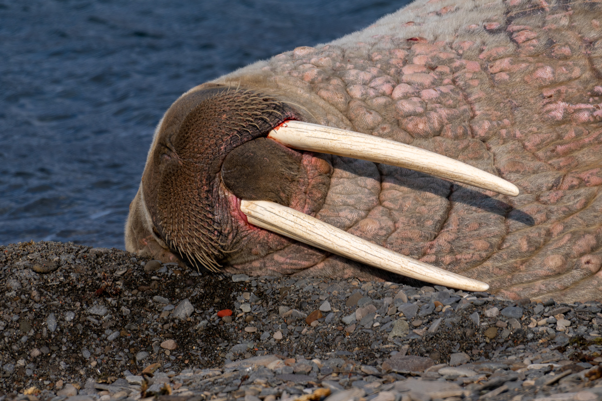  Walrus 