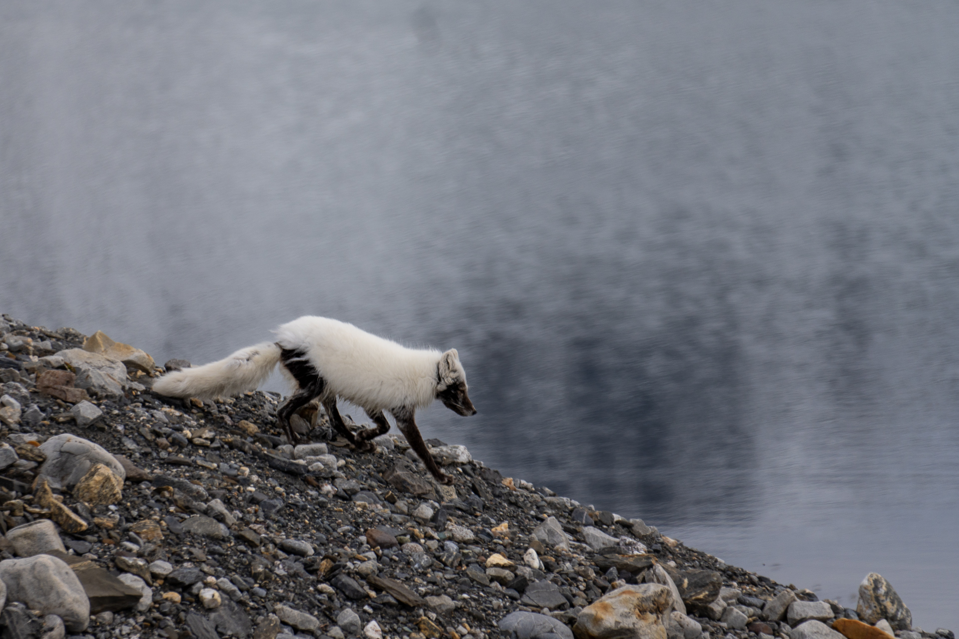  Arctic fox 