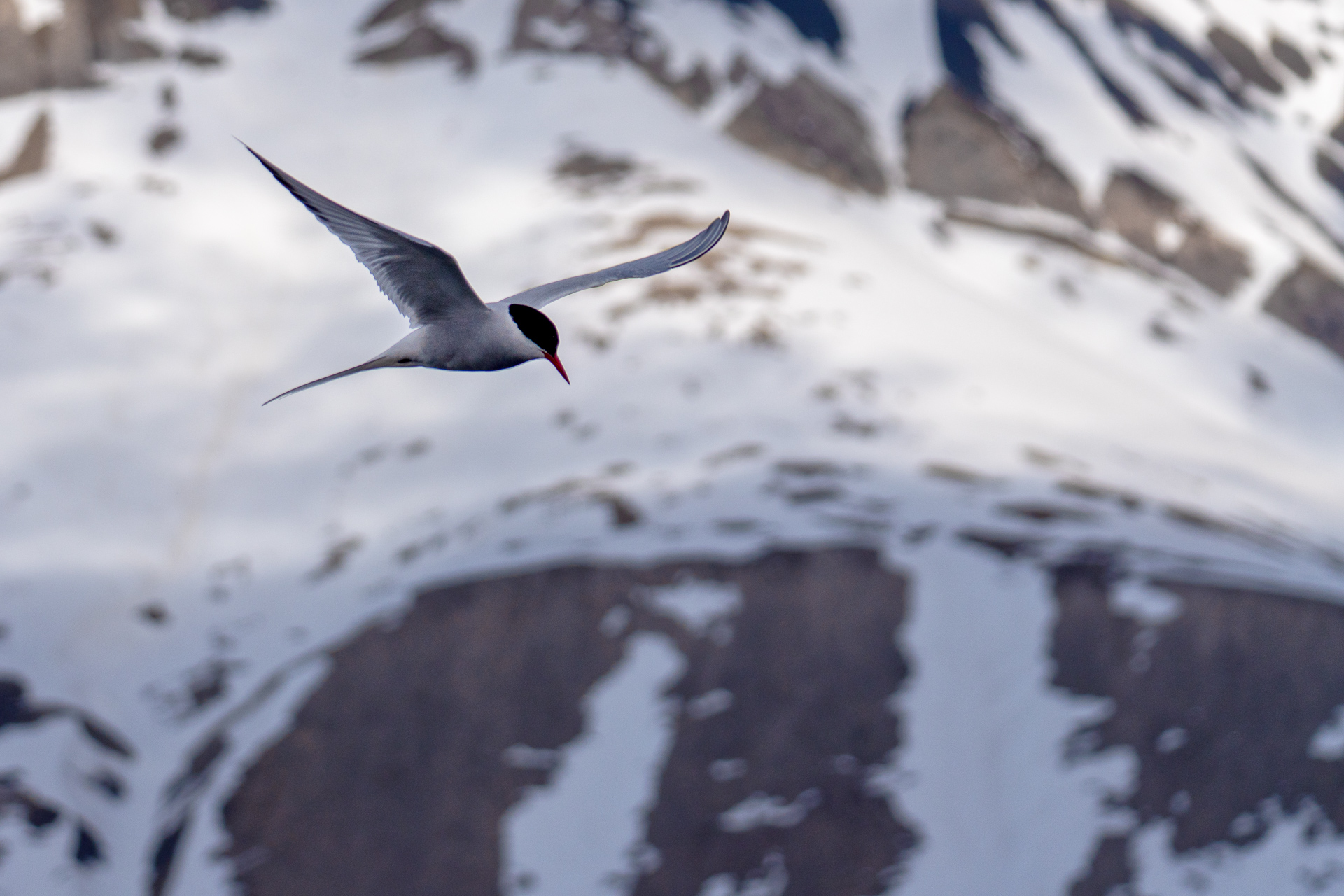  Arctic tern 