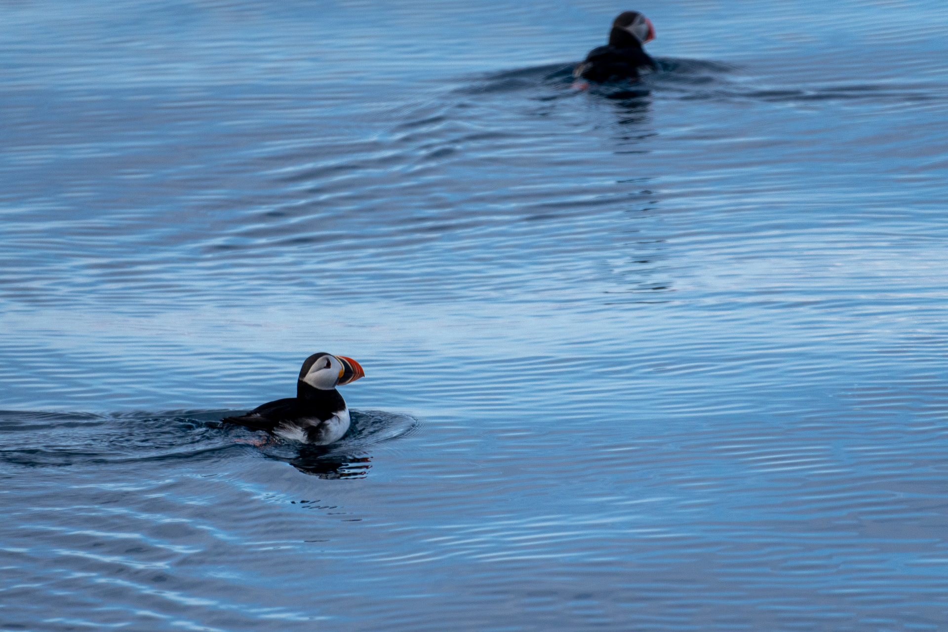  Atlantic puffin 