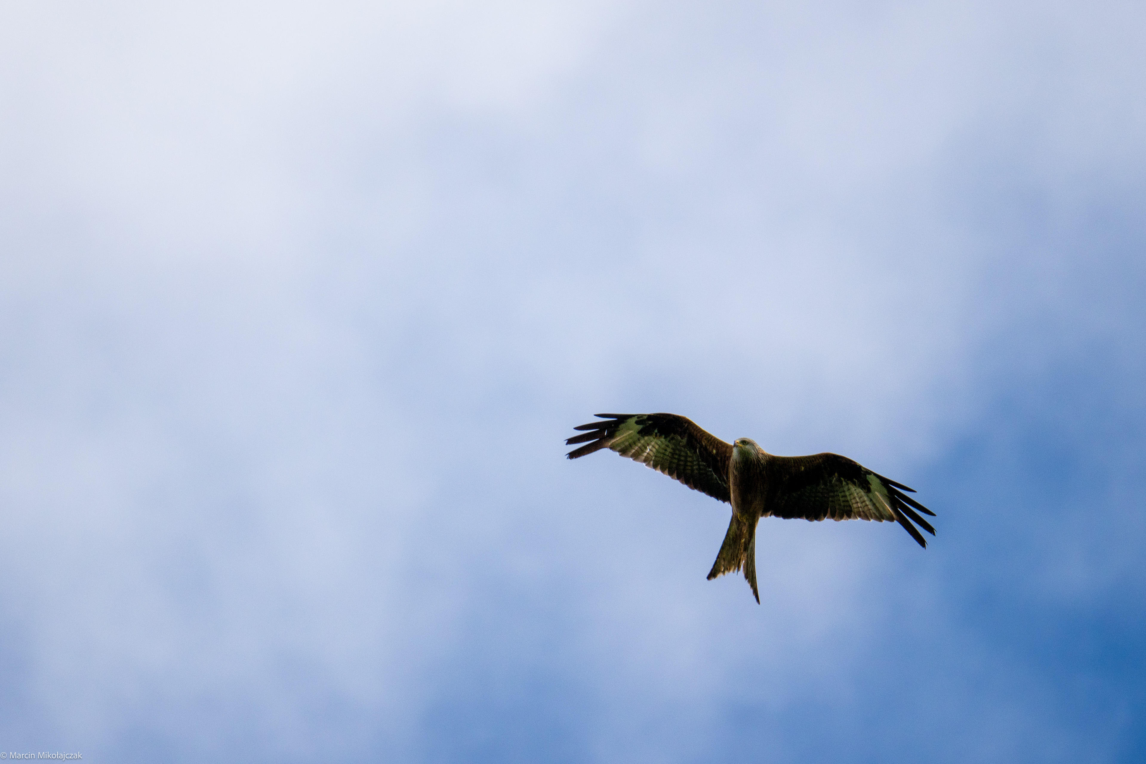  Red kite 