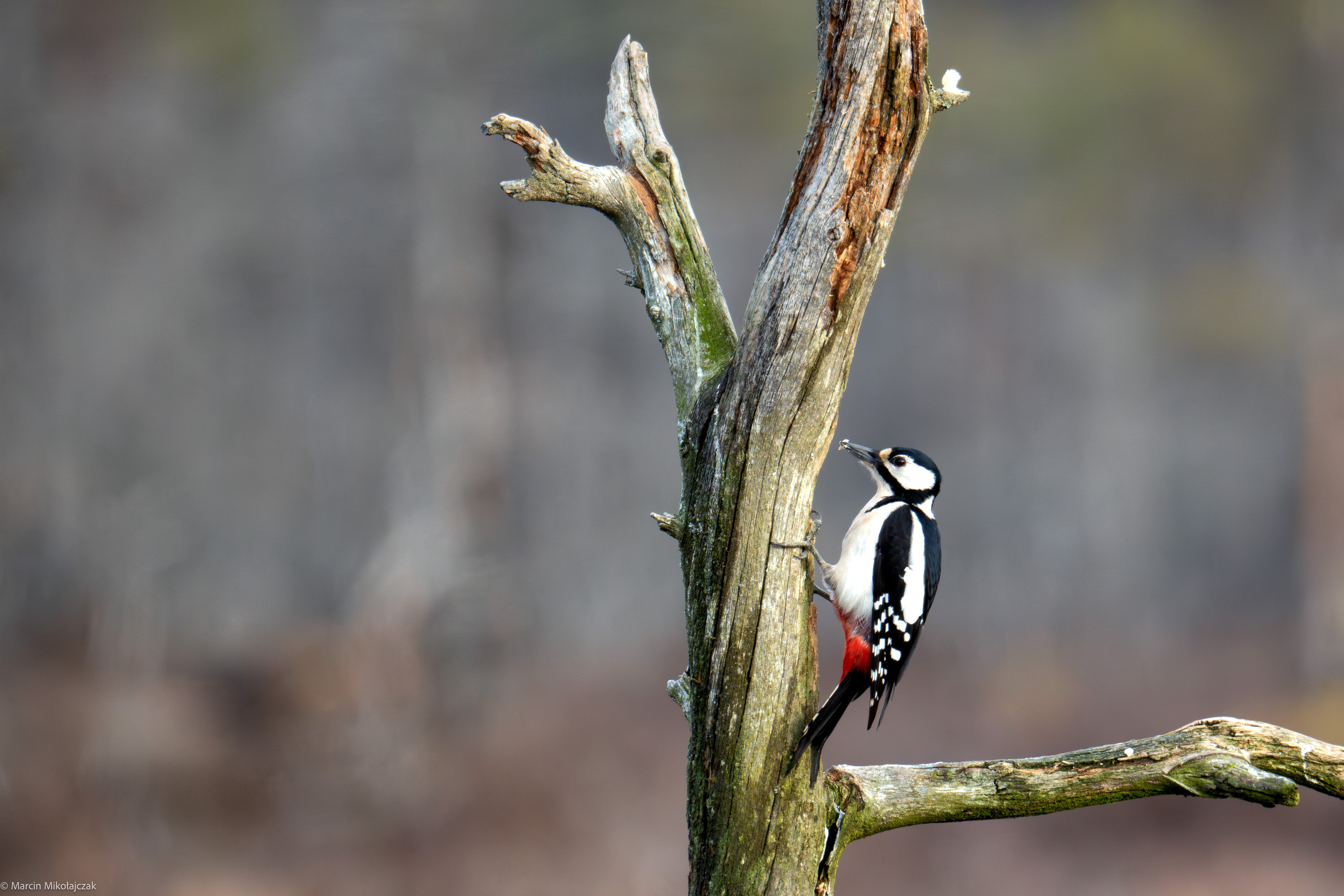  Great spotted woodpecker 