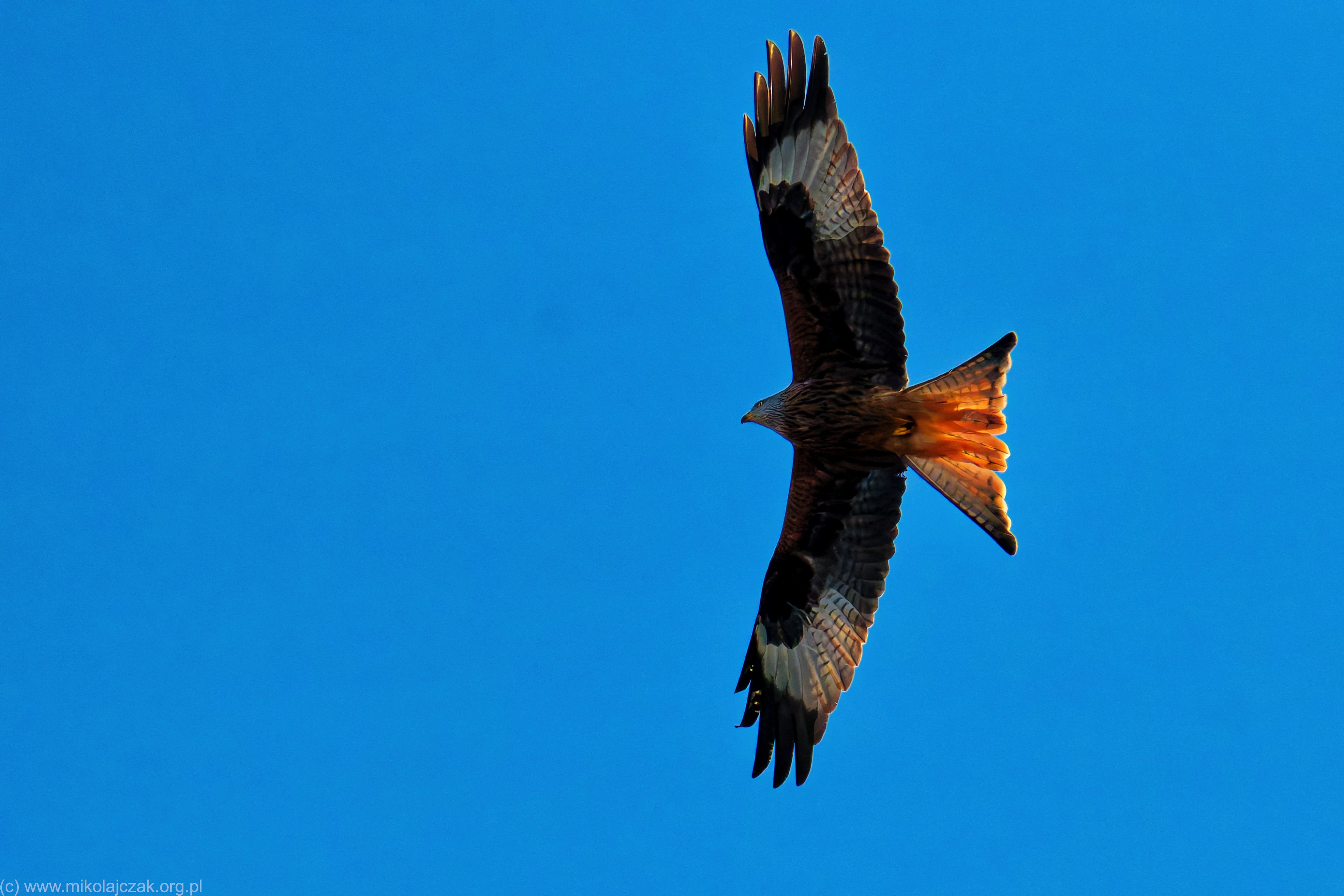  Red kite 