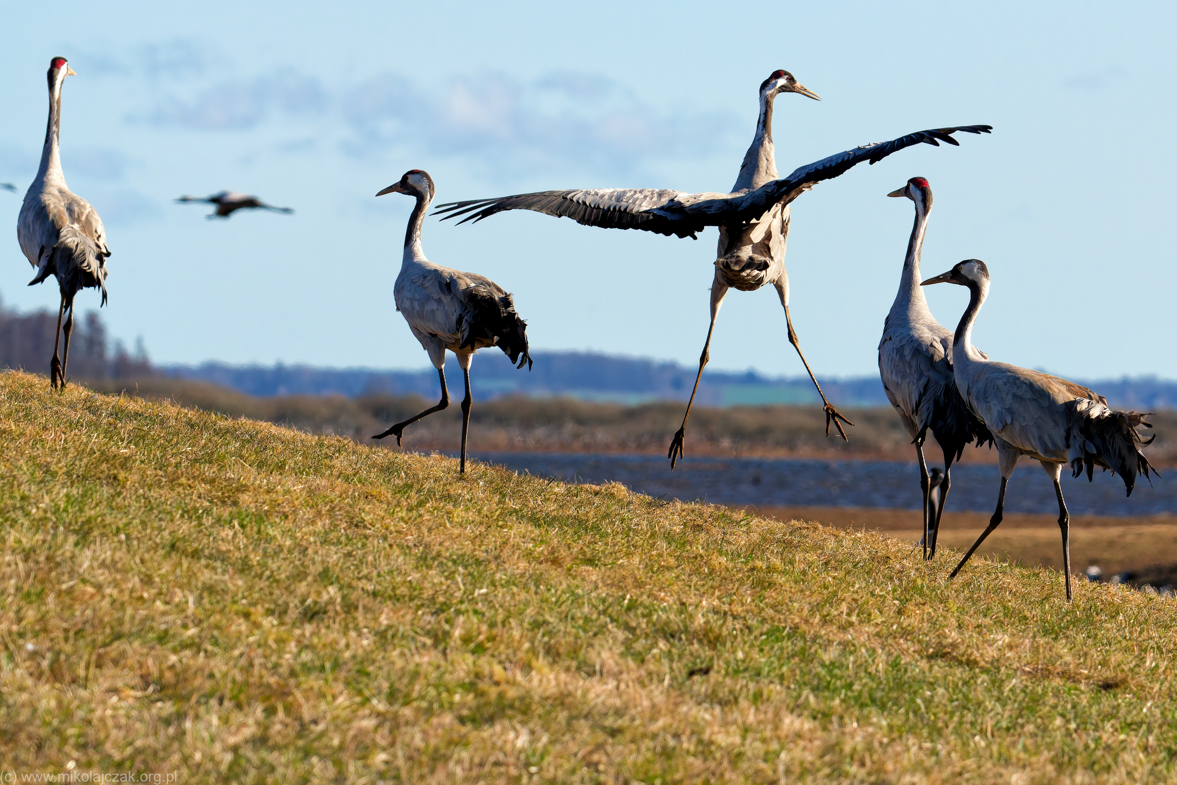  Common crane 