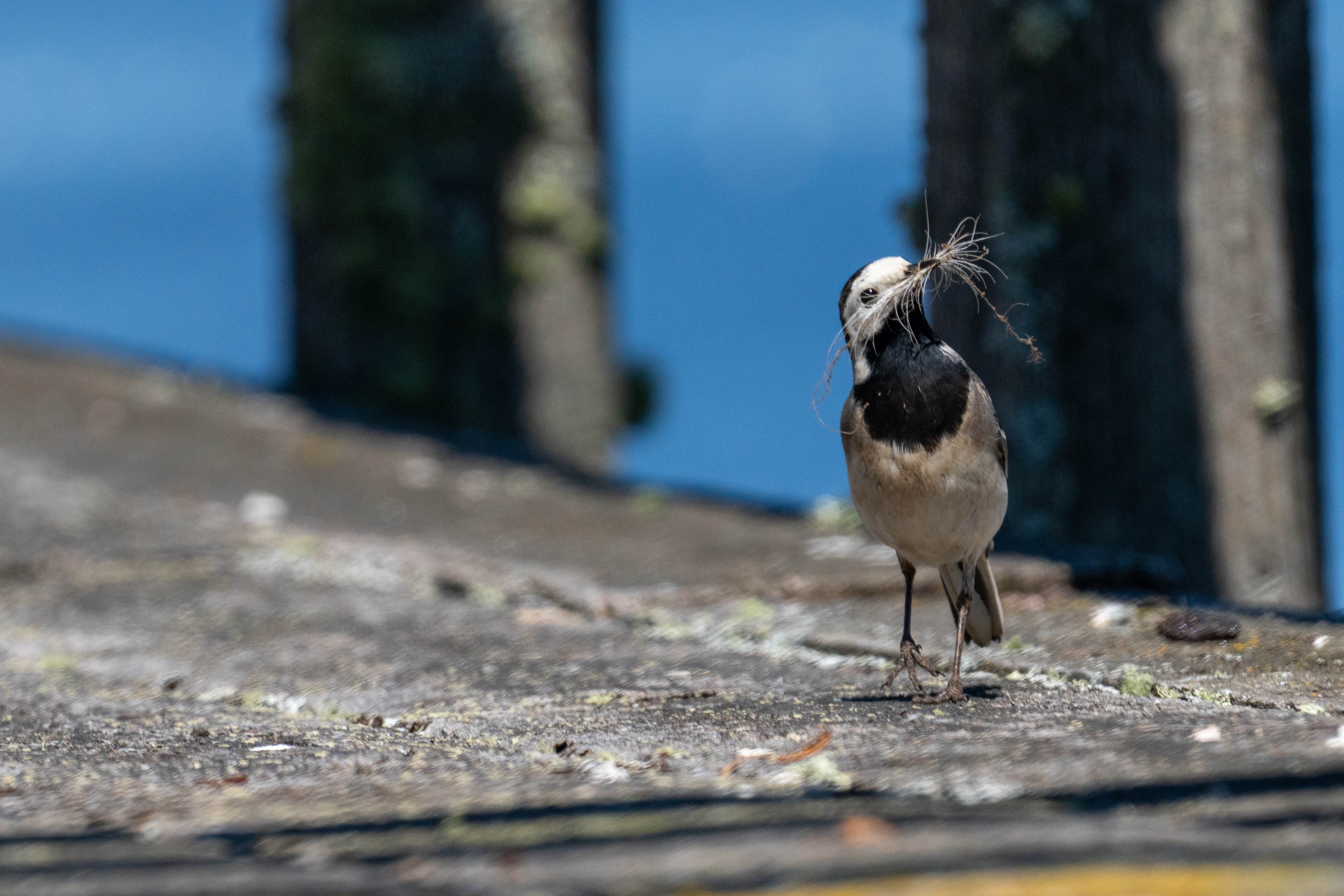  White wagtail 