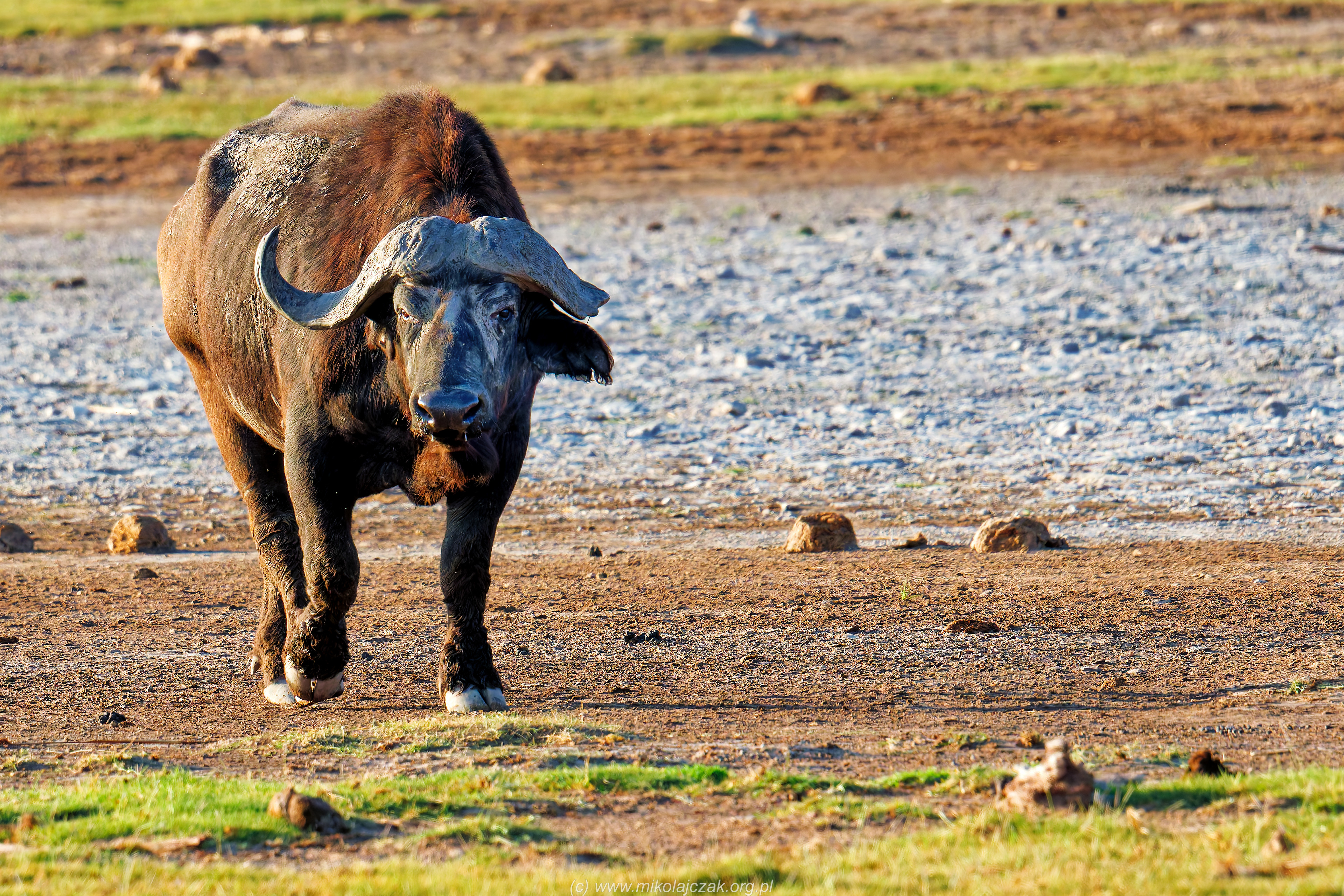  Cape buffalo 