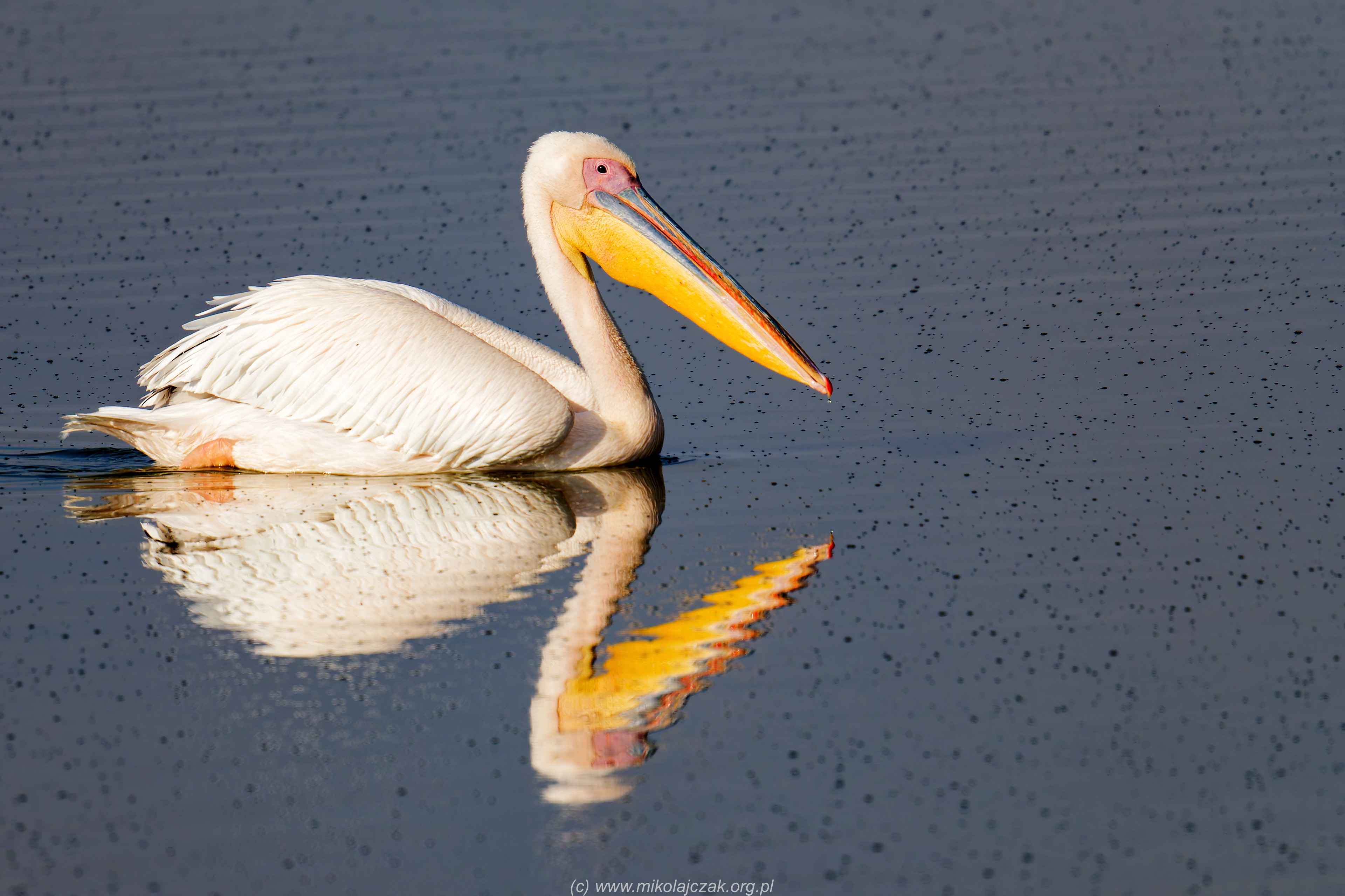  Great white pelican 