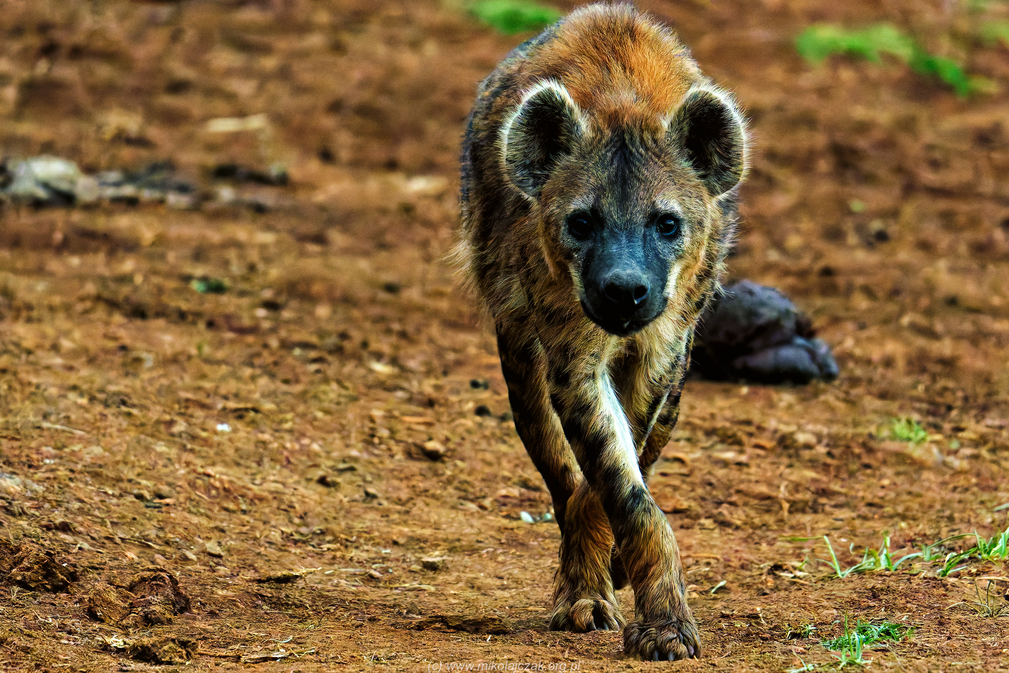  Spotted hyena 