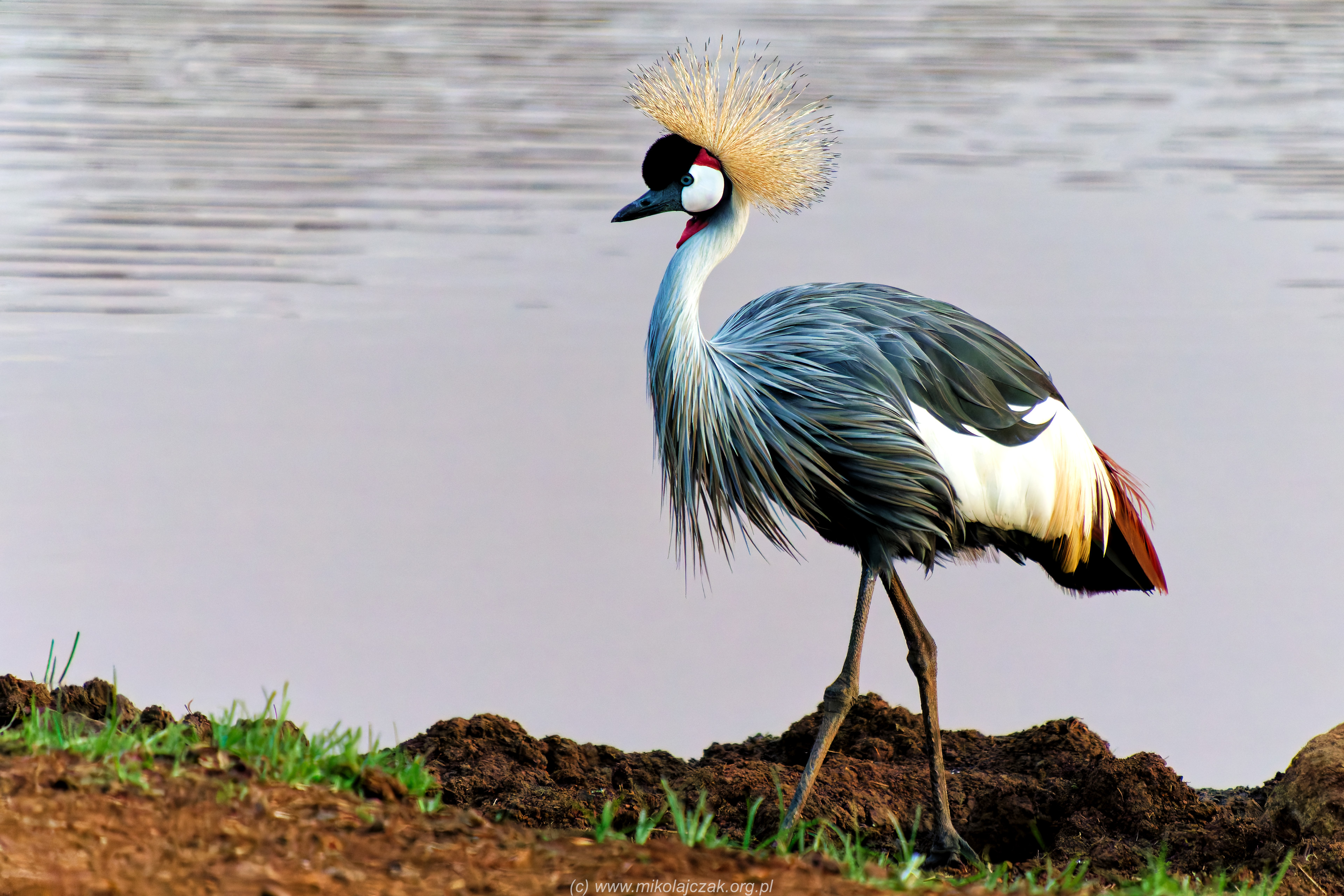  Grey crowned crane 