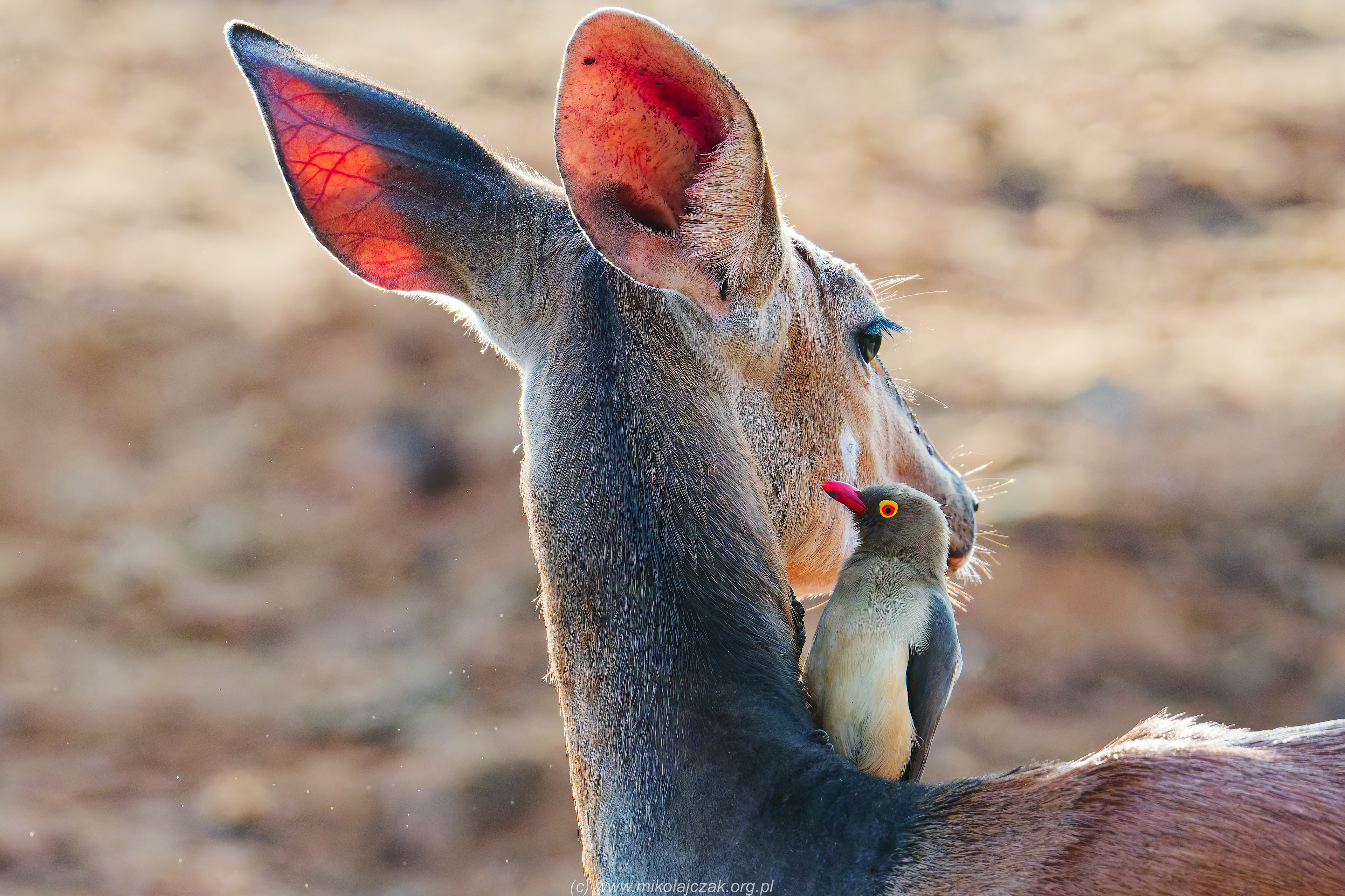  Lesser kudu with Red-billed oxpecker 