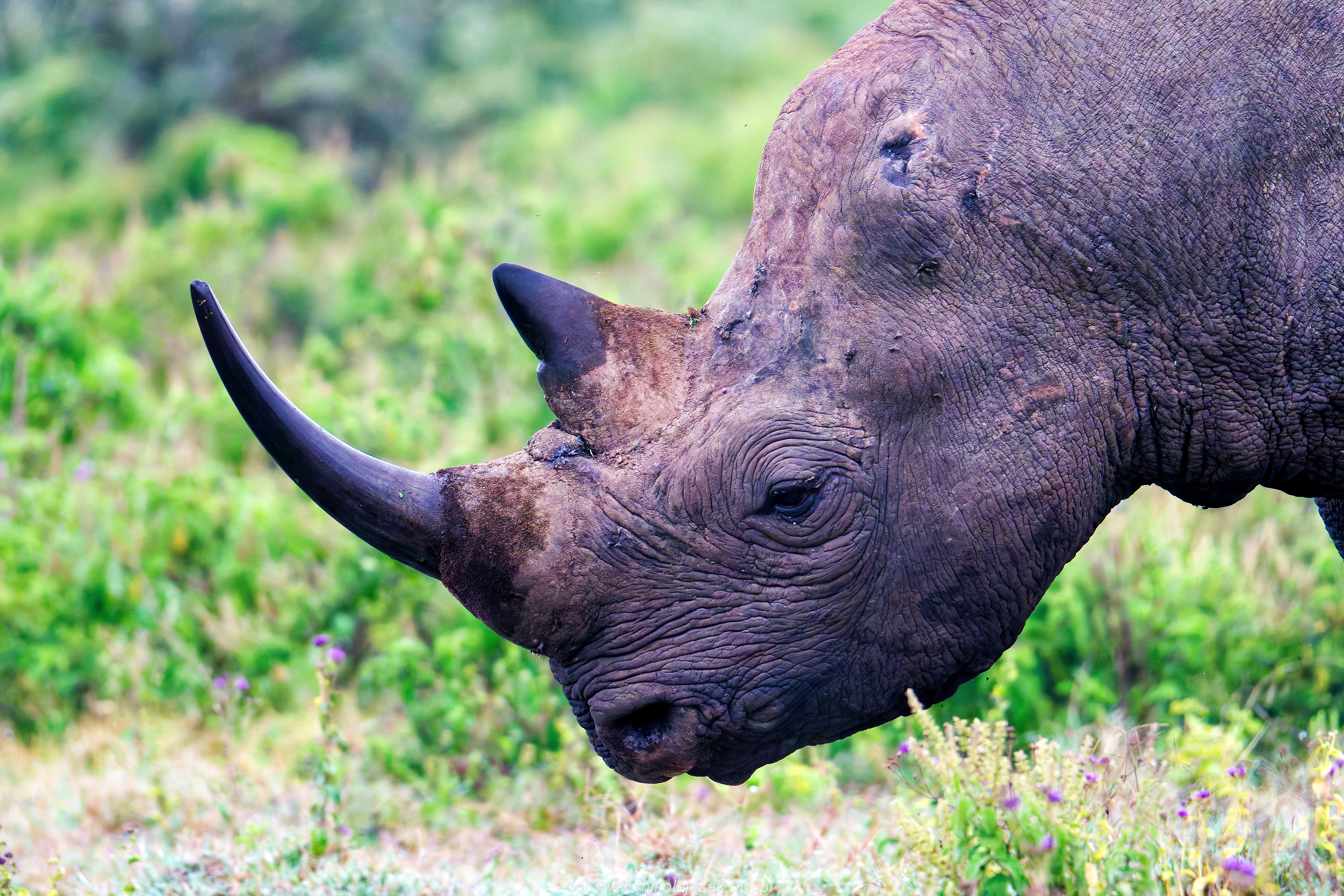  Black rhinoceros again 