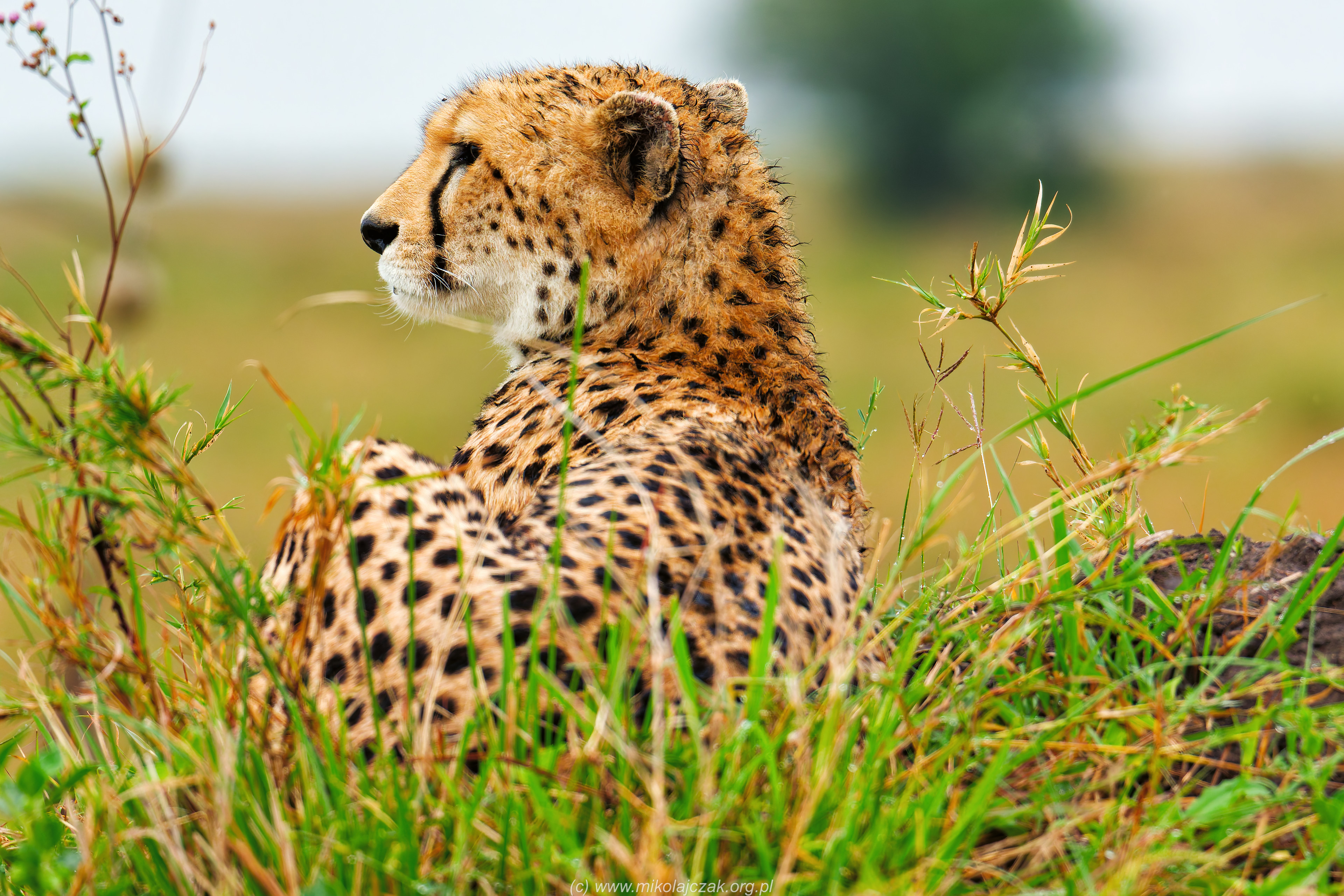  Cheetah 