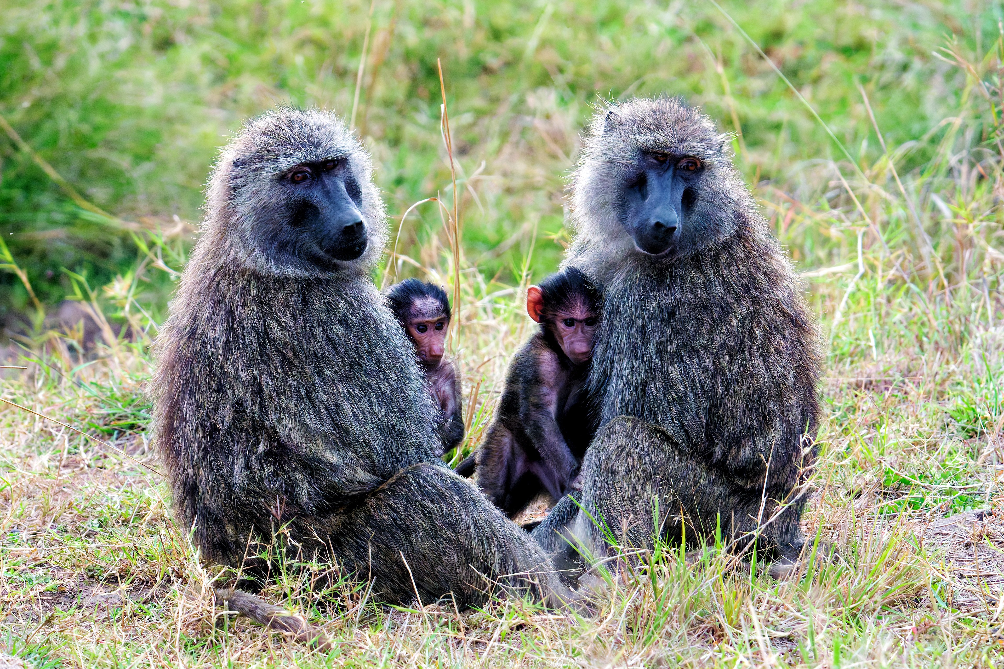 Baboon family 