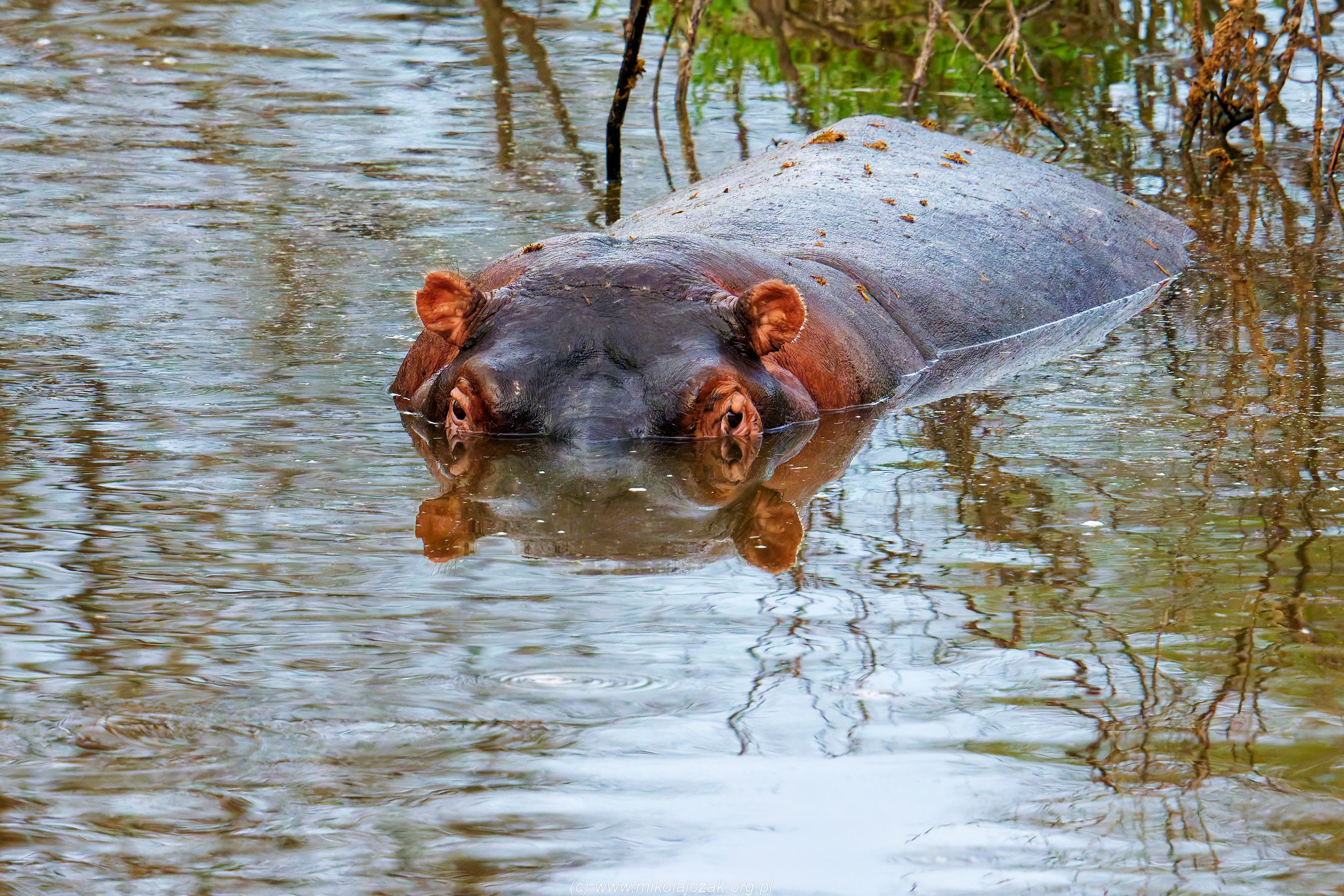  Hippopotamus 