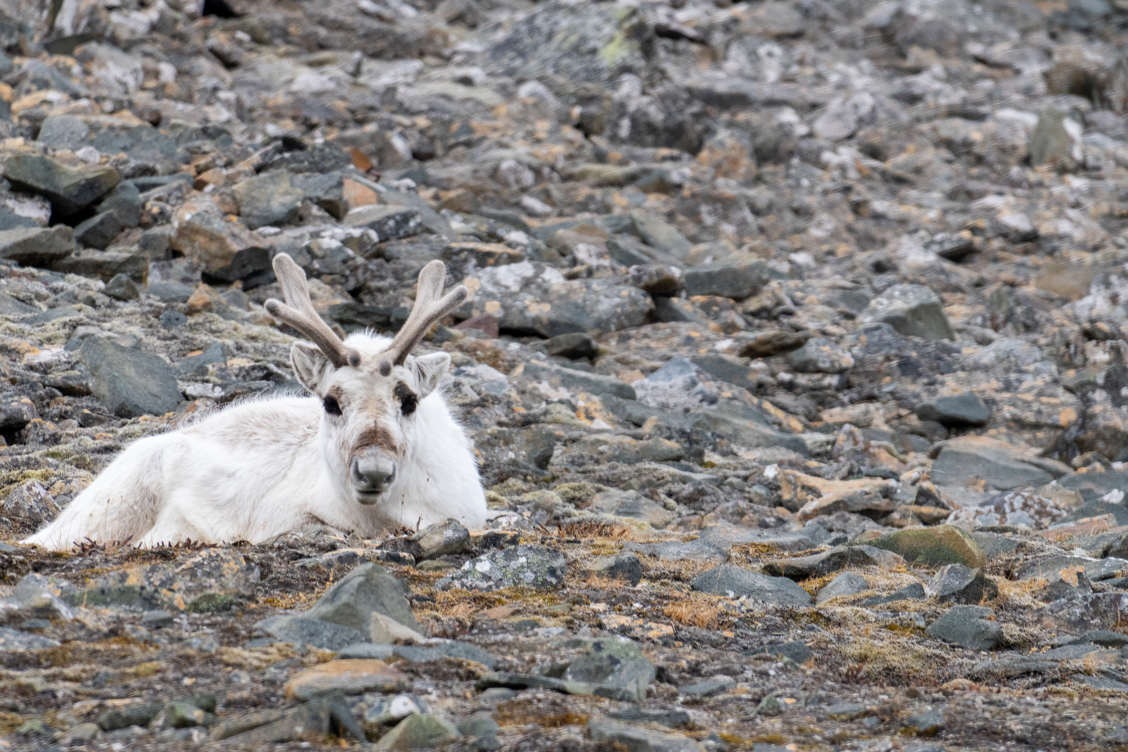 <i>Svalbard 2024</i>