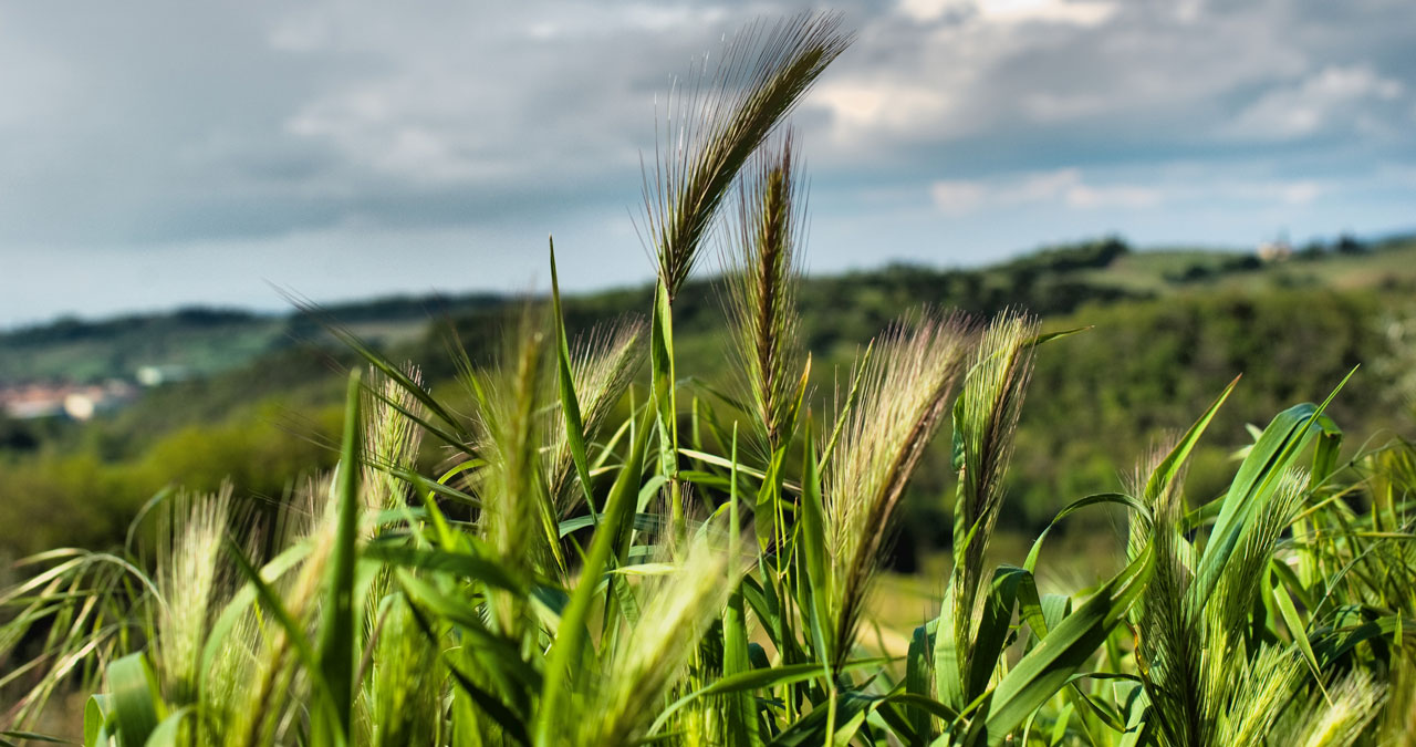 <i>Toskania 2009</i>